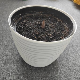 Zmijovec - velká hlíza - 2