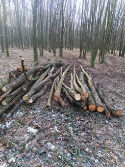 Palivové dříví v celých délkách - 2