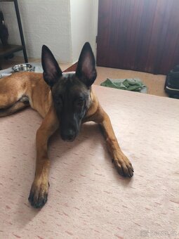 BELGICKÝ OVČÁK - MALINOIS - 2
