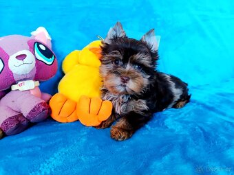 Jorkšírský teriér - 2