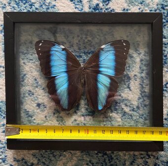 Sbírka motýlů - 2