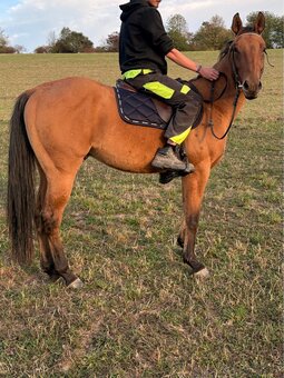 Prodám Qh s pp - 2