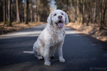 Lagotto Romagnolo pes - daruji - 2