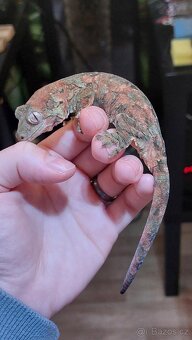 Mniarogekko chahoua red - 2