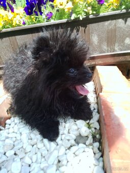 Pejsek Mini Pomeranian s PP - exkluzivní - 2