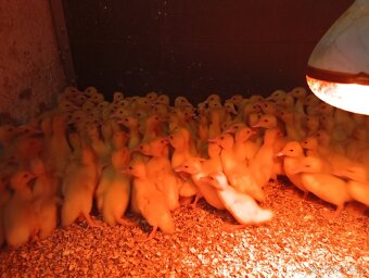 Prodej drůbeže na výkrm - 2
