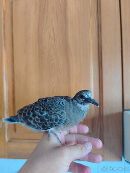 Hrdlička východní (Streptopelia orientalis) - 2