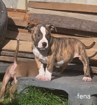 American Bull standart - 2