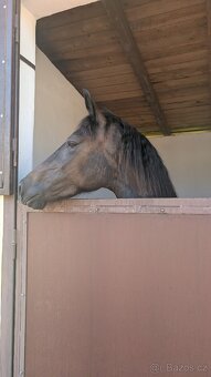 Prodám klisnu Welsh Cob - 2