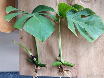 Monstera Deliciosa - zakořeněné řízky - 2