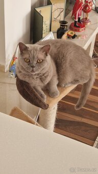 Britská krátkosrstá kočka - 2