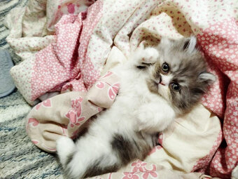 Perská koťátka - 2