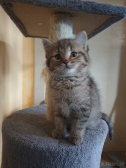 Britská modrá koťátka - 2