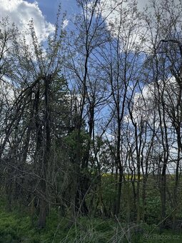 Prodáme pozemky v k.ú. Okrašovice - 2