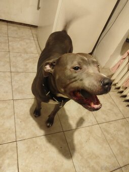 Americký stafordšírský teriér - 2