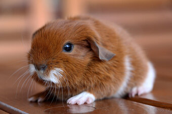 Morče, morčata s PP - krátkosrstá - 2