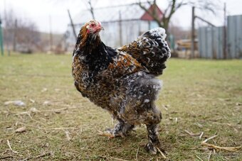 Brahmánky porcelánové 🥚🐣 (násadová vejce i kuřátka) - 2