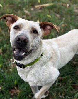 Daruji Pejska do dobrých rukou - 2