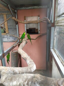 Papoušek nádherný - 2