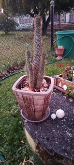 Pachypodium Madagaskarská palma - 2