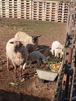 Jehňata 3 beránky - 2