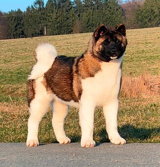 Americká akita s PP - 2