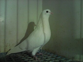 Arabské bubláky bílé - 2