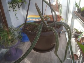 Stromové kaktusy Selenicereus - 2