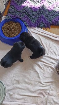 Mops - štěňata s PP - 2