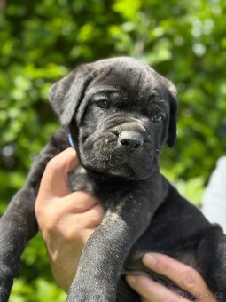 Štěňátka Cane Corso - 2