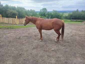 APH-American Paint horse - 2