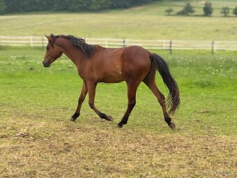 Dvouletý valach český sportovní pony - 2