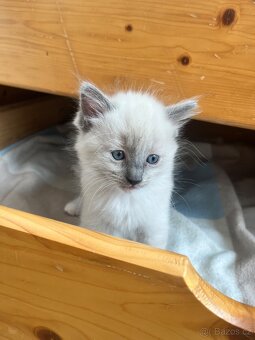 Ragdoll koťátka bez PP - 2