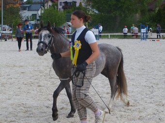 Prodej tříleté klisny Welsh pony, sekce B - 2