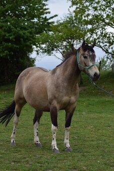 Valach paint horse 8 let - 2