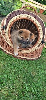 Shiba inu - 2