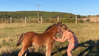 Welsh Cob hřebeček - rezervace - 2