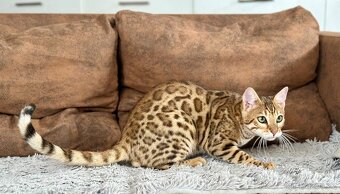 Bengálský kocourek / kotě s PP - 2