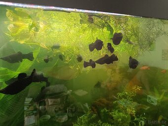 Black Molly - 2