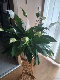 Pokojová rostlina - 2