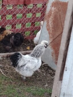 Hedvabnicka - kohout - 2