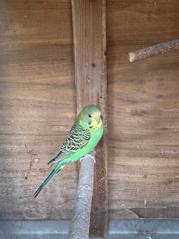 Andulka vlnkovaná - 2