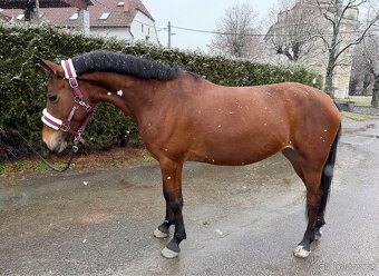 hodná pony kobylka - 2