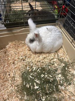 Zakrslý králík - 2