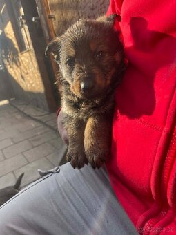 Štěně německého ovčáka - 2