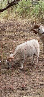 Ouessantský beránek - 2