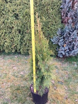 Thuja Smaragd (thuje, túje) - 2