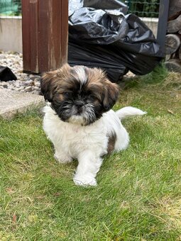 Fenka Shih-Tzu bez PP - 2