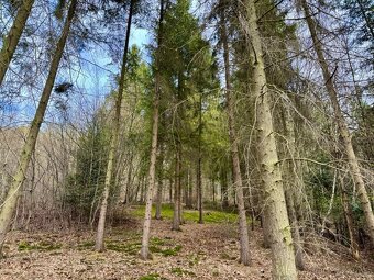 Lesní pozemek k.ú. Tísek 5.762m2 - 2