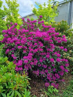 Prodam vzrostle rododendrony - 2